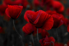 Load image into Gallery viewer, Black Poppy
